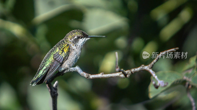 红喉蜂鸟雌性，(Archilochus colubris)，红喉蜂鸟雌性。